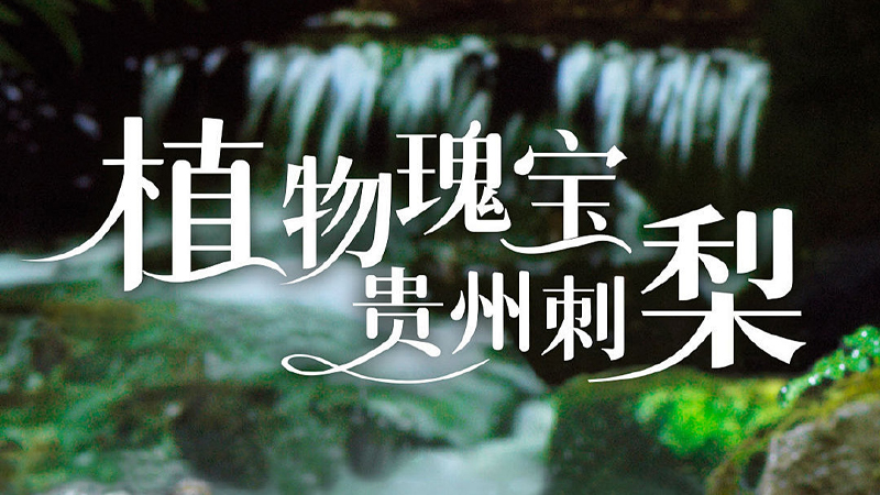 贵州刺梨的风情